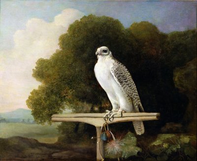 Greenland Falcon (Grey Falcon), 1780 by George Stubbs